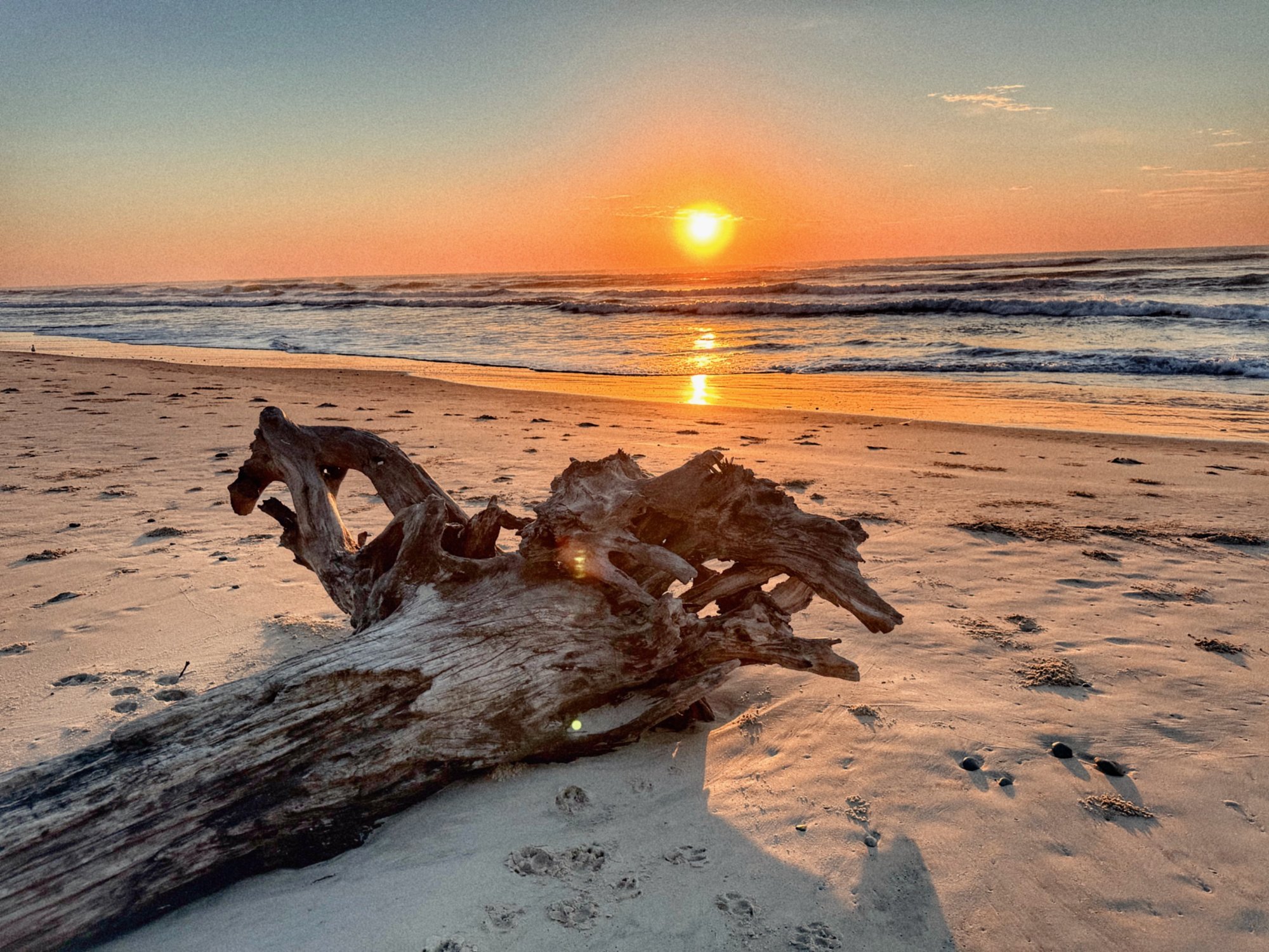 Sunrise over the beach at Yamba with driftwood in the foreground