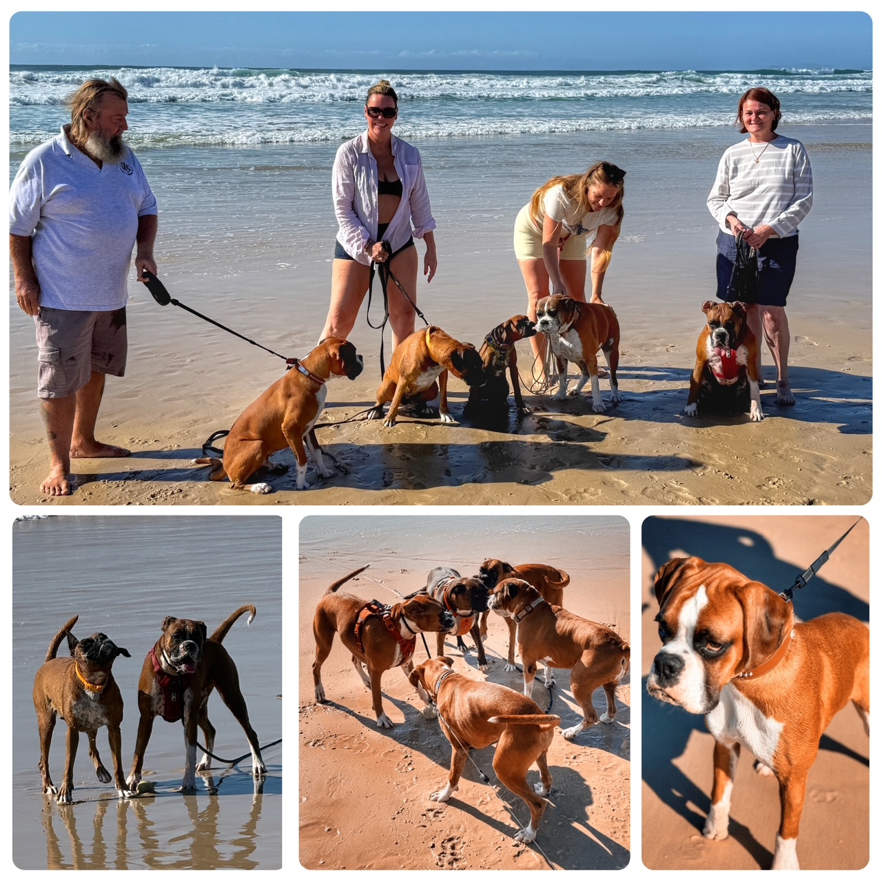 A Ring of Boxers at Pippi Beach Yamba